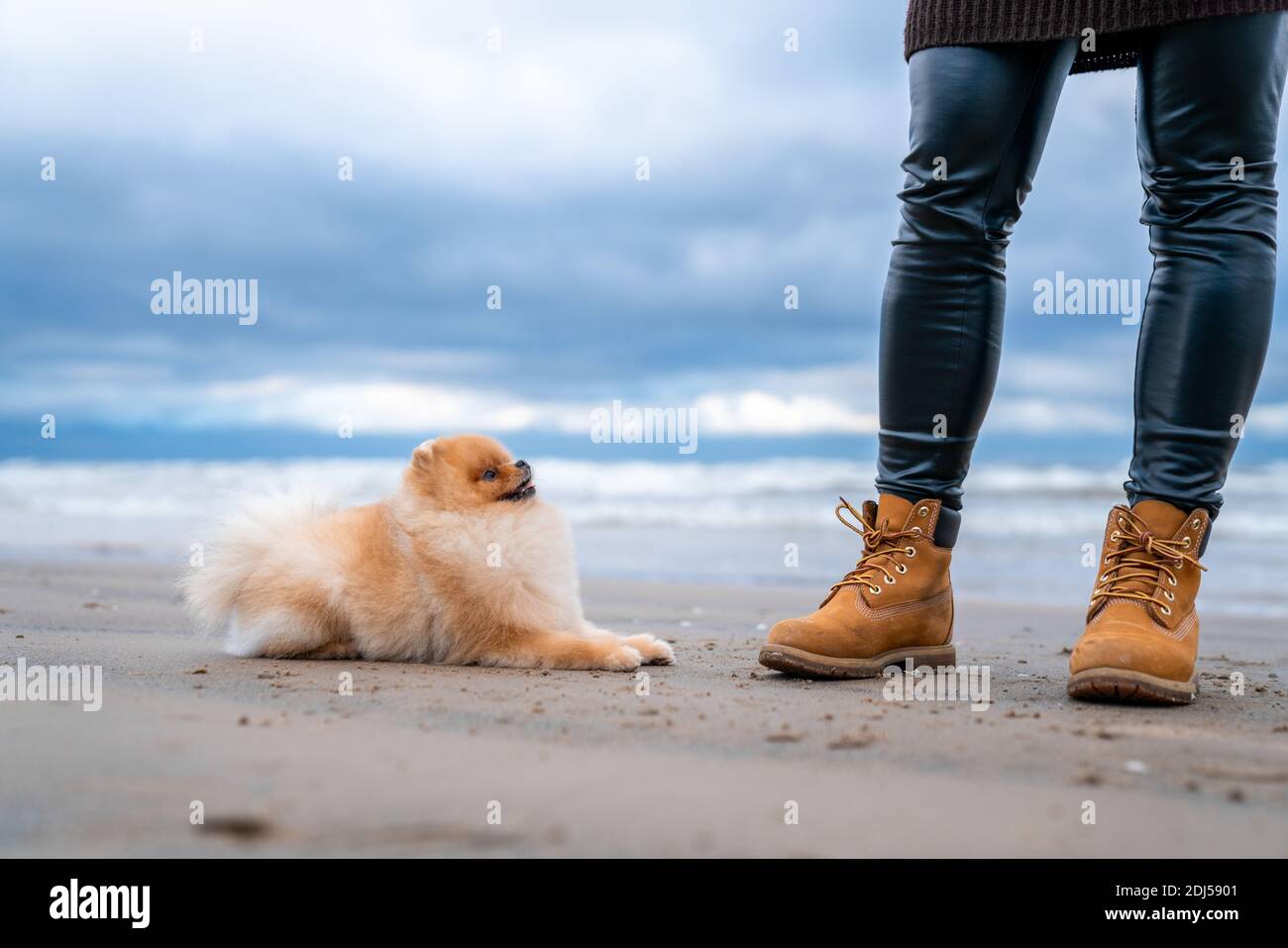 An adorable pomeranian spitz dog and its owner on the beach Stock Photo ...