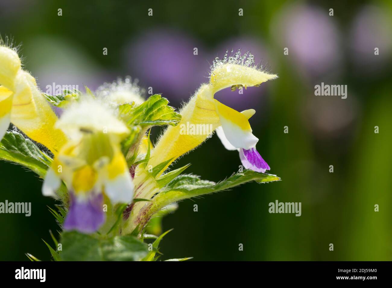 Bunter Hohlzahn, Hohlzahn, Hohl-Zahn, Galeopsis speciosa, Large-flowered Hemp Nettle, Large-flowered Hempnettle Stock Photo
