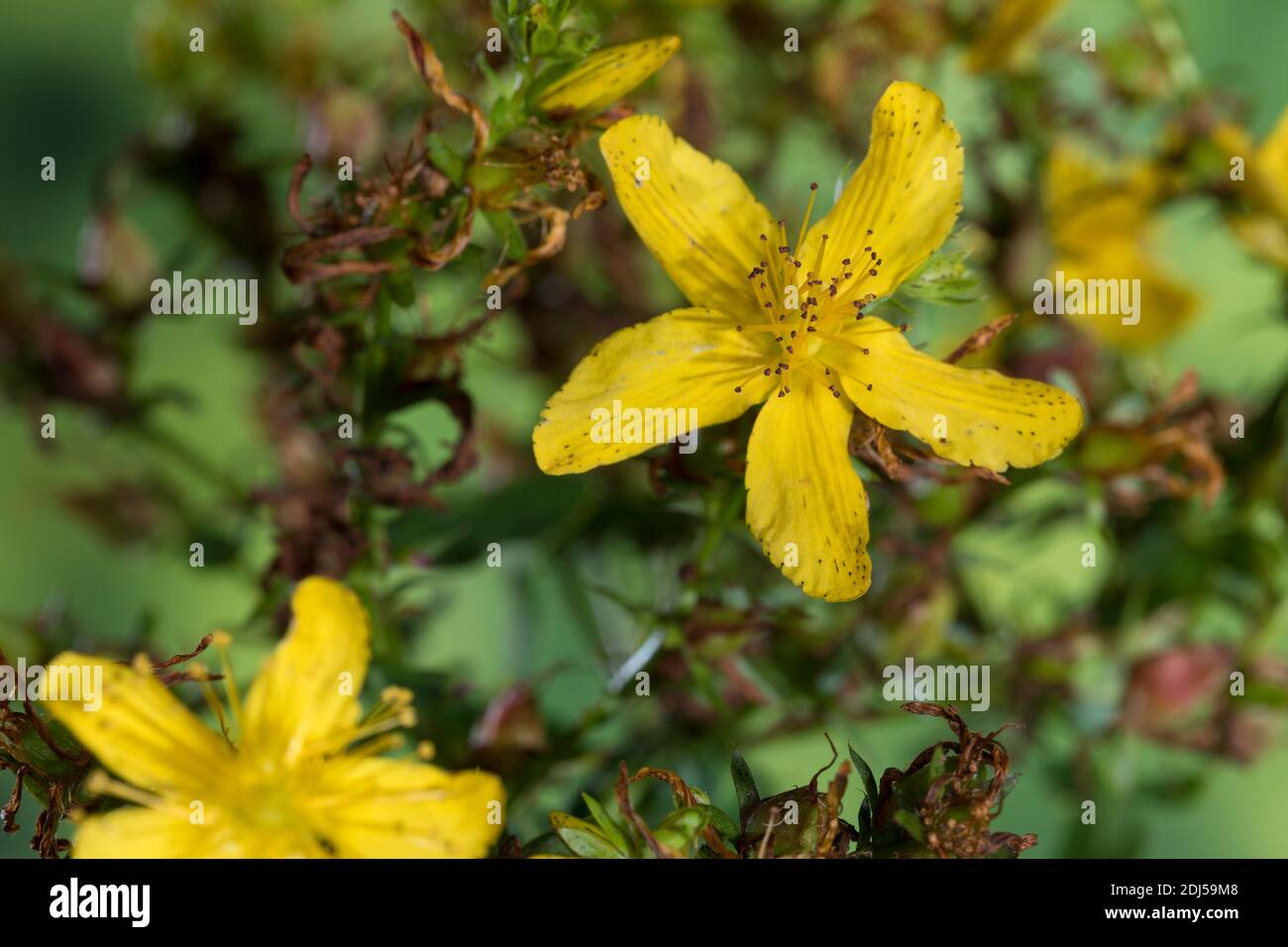 Johanniskraut, Blüte, Blüten, Tüpfel-Johanniskraut, Echtes Johanniskraut, Durchlöchertes Johanniskraut, Tüpfeljohanniskraut, Tüpfel-Hartheu, Hartheu, Stock Photo