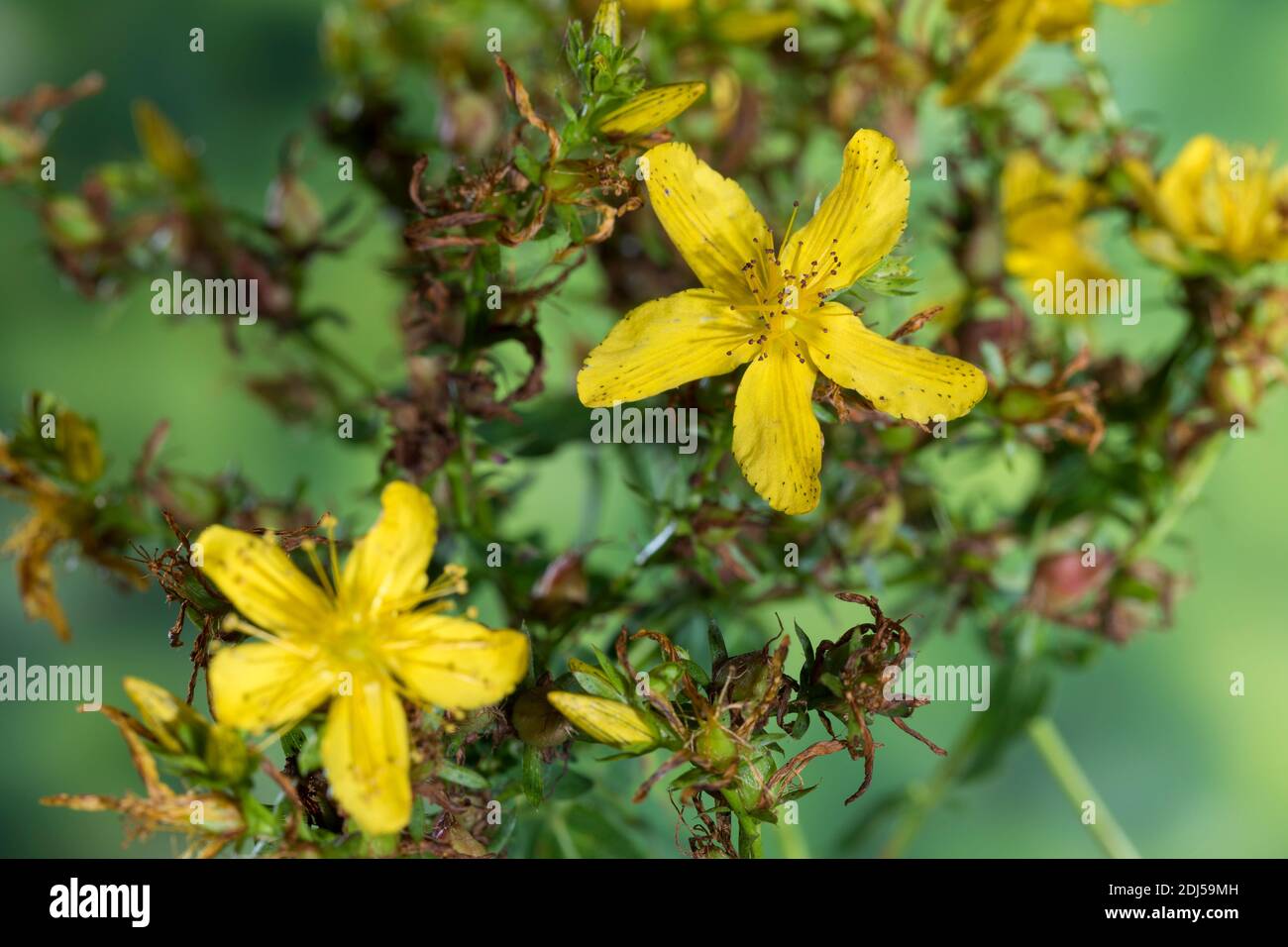 Johanniskraut, Blüte, Blüten, Tüpfel-Johanniskraut, Echtes Johanniskraut, Durchlöchertes Johanniskraut, Tüpfeljohanniskraut, Tüpfel-Hartheu, Hartheu, Stock Photo