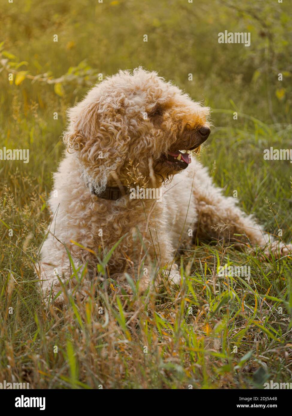 Labradoodle dog laying in the grass in the sunshine at the start of Autumn, UK Stock Photo