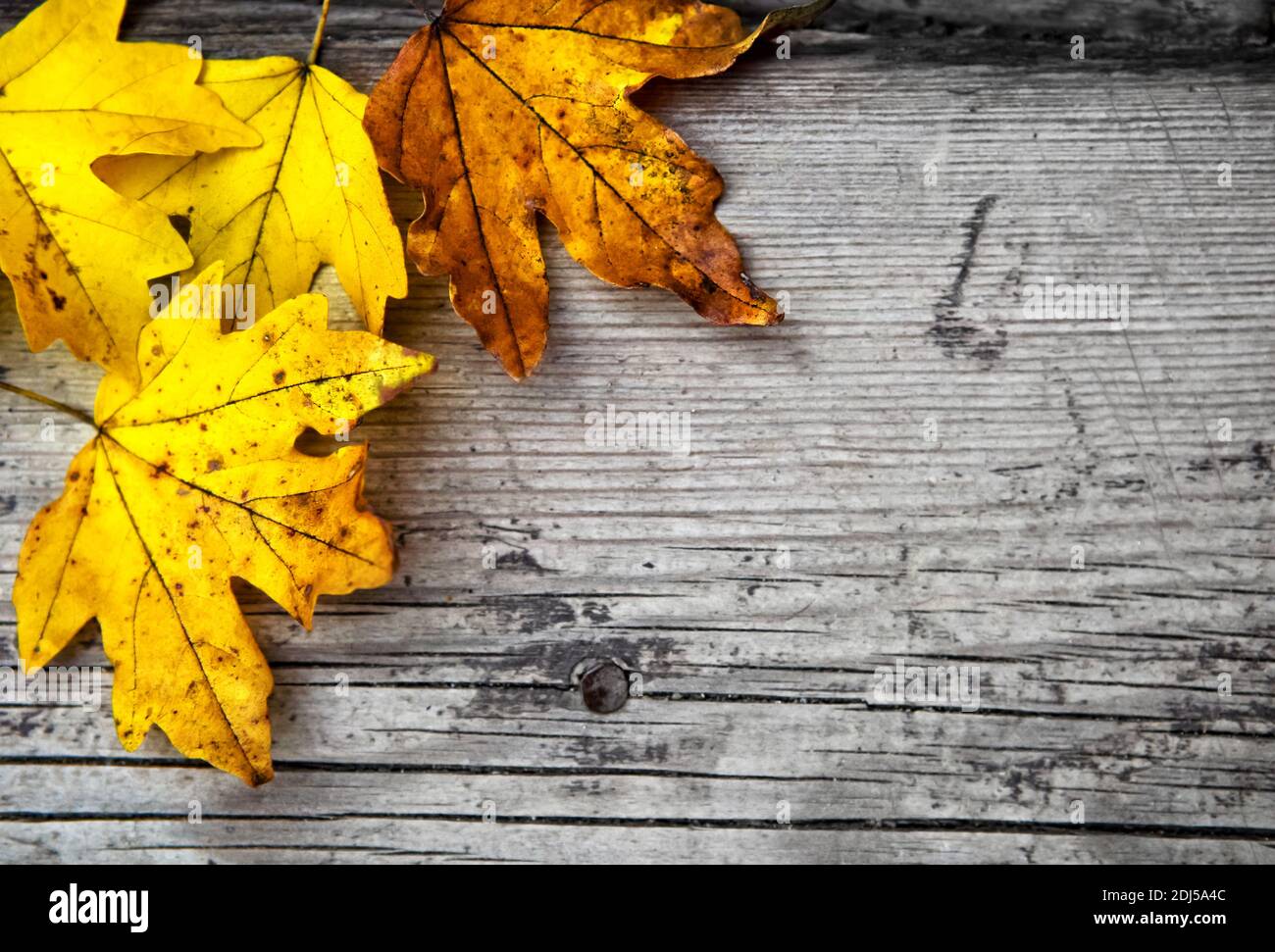 Autumn wooden background with maple leaves Stock Photo - Alamy