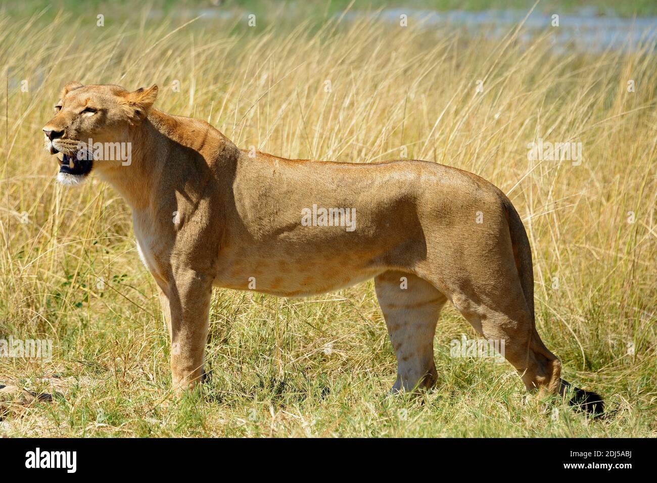 Loewe, Loewen, weiblich, ruhen, Ausschau, , (Panthera leo) Stock Photo