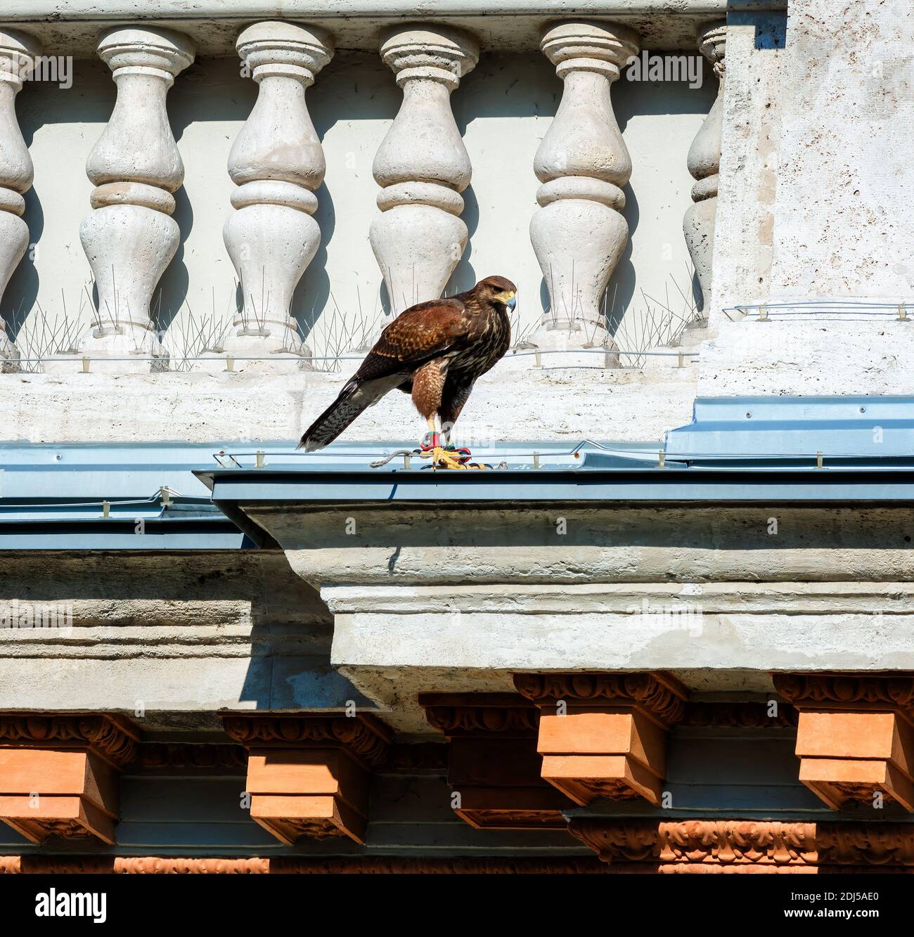 Peregrine Falcon in the city, on the rooftop, watching for prey. Stock Photo