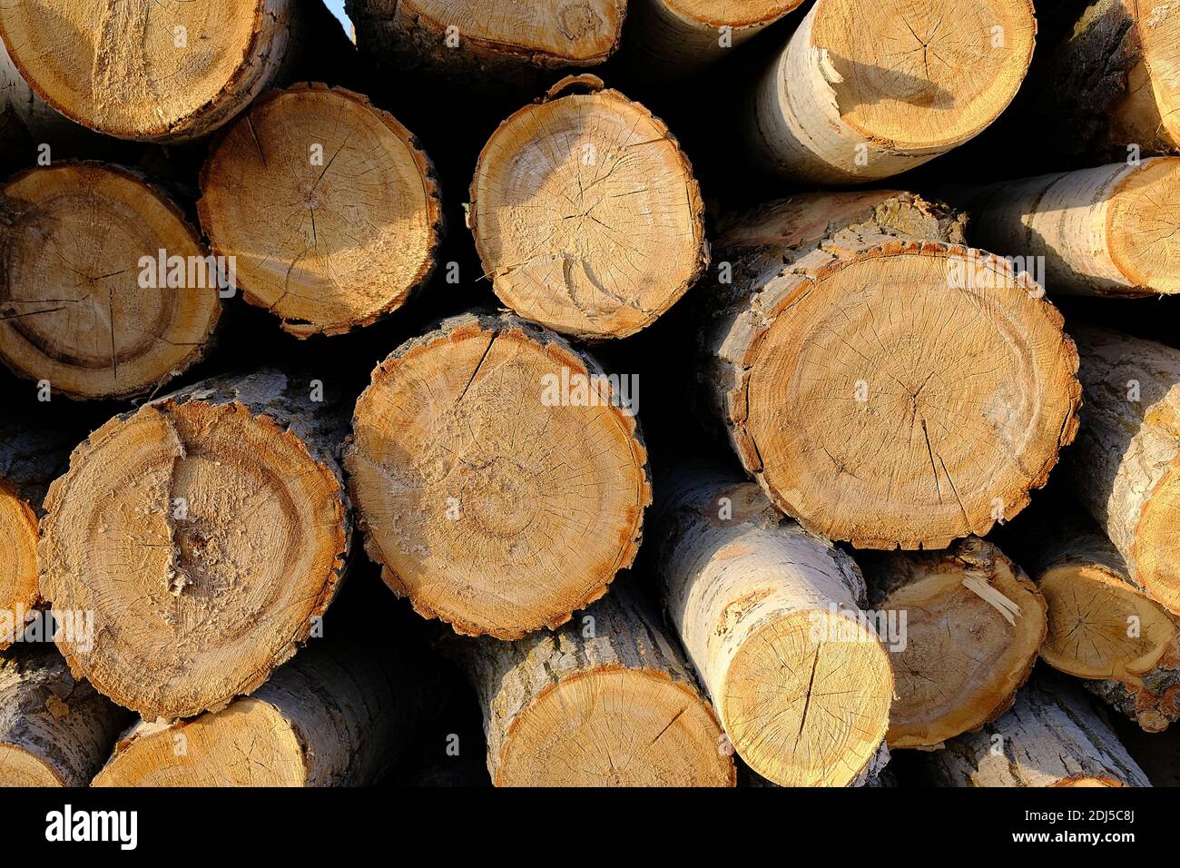 Poplar trees cut for timber, poplar trees for large amounts of timber