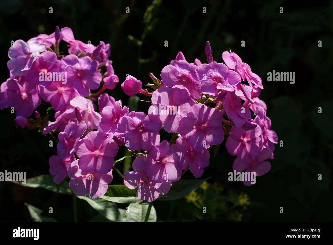 Beautiful pink phlox in the summer in the garden. Stock Photo