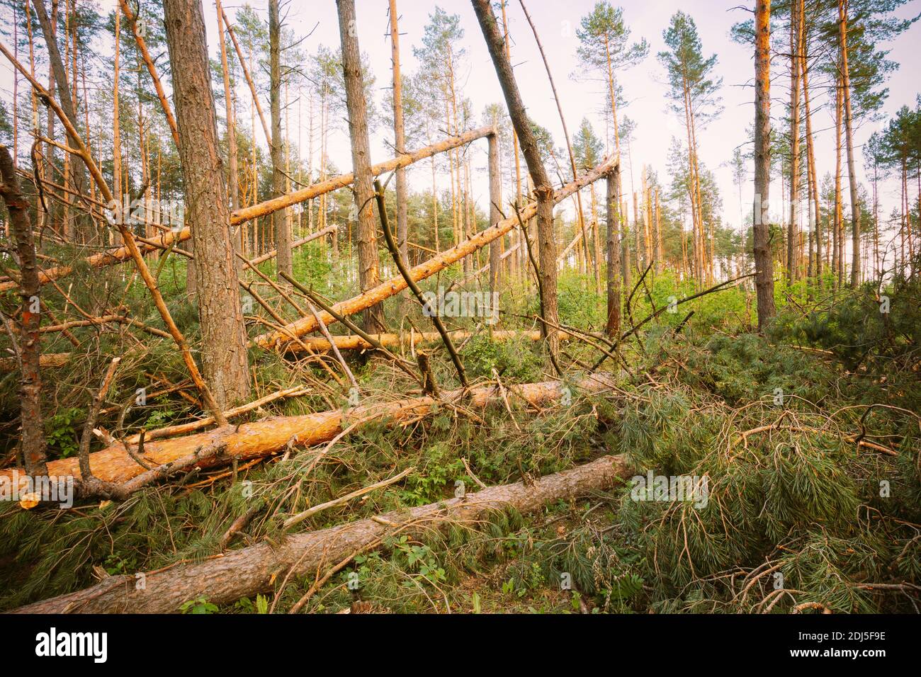 Windfall In Forest. Storm Damage Stock Photo Alamy