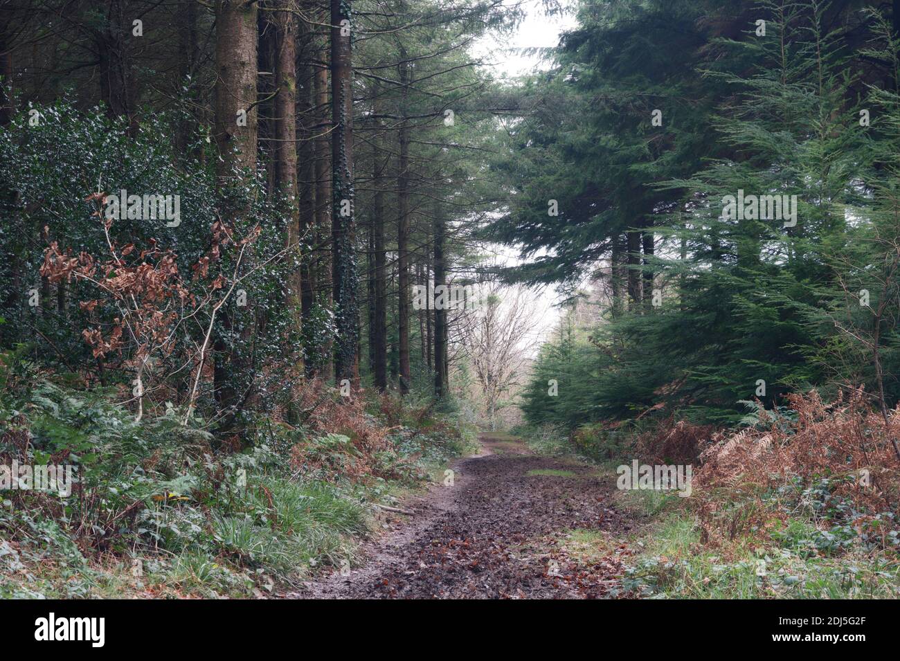 Idless woods hi-res stock photography and images - Alamy