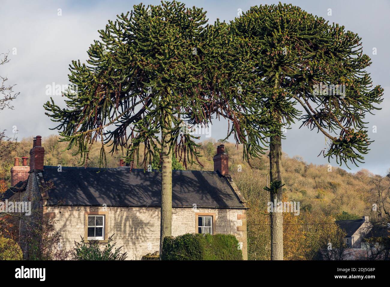 Monkey puzzle trees at Parwich, Derbyshire Stock Photo Alamy