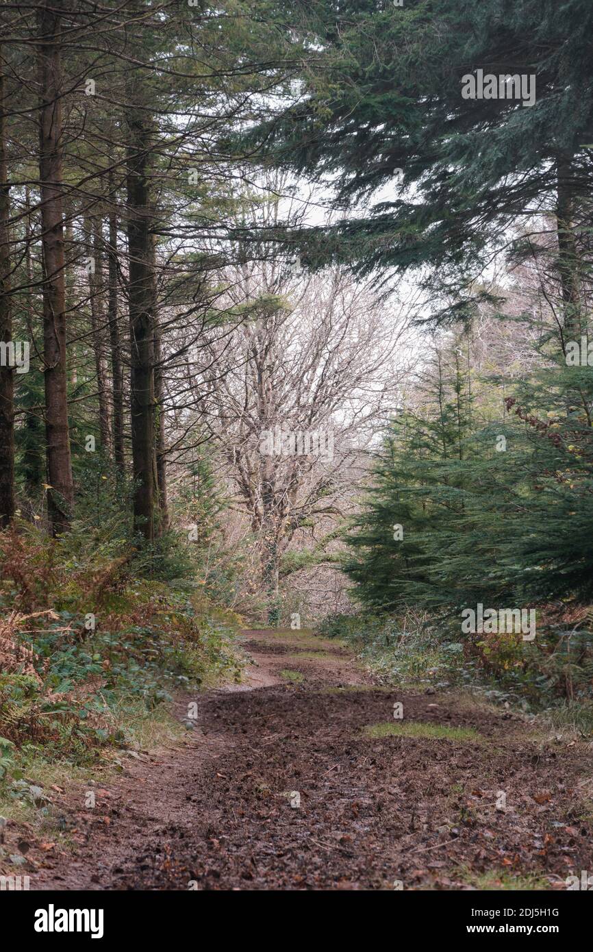 Ladock Wood High Resolution Stock Photography and Images - Alamy
