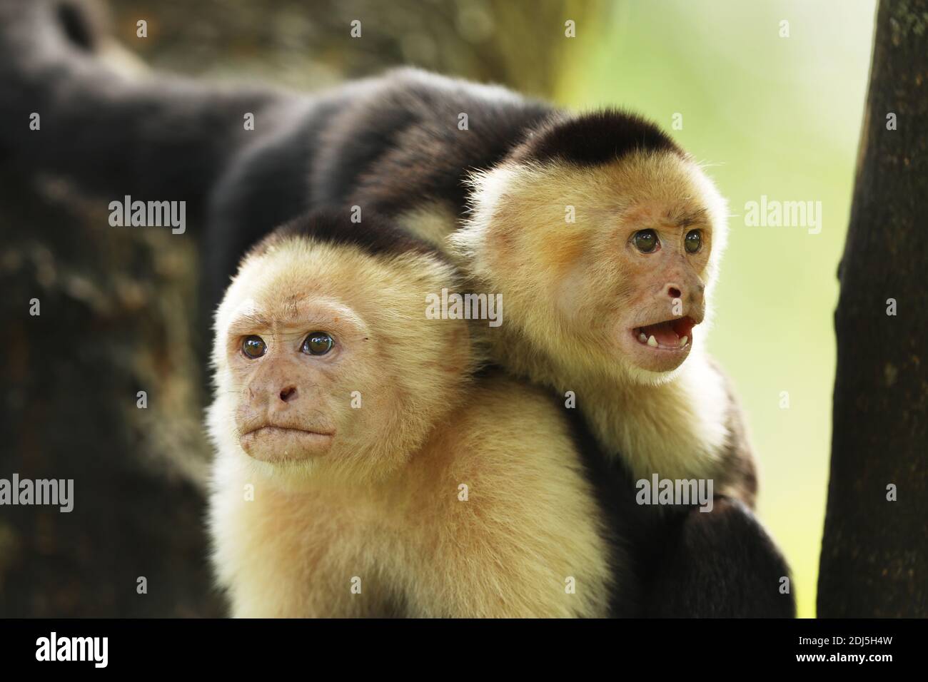 Pair of White-faced Capuchin - Cebus capucinus, beautiful brown white faces primate from Costa Rica forest. Stock Photo