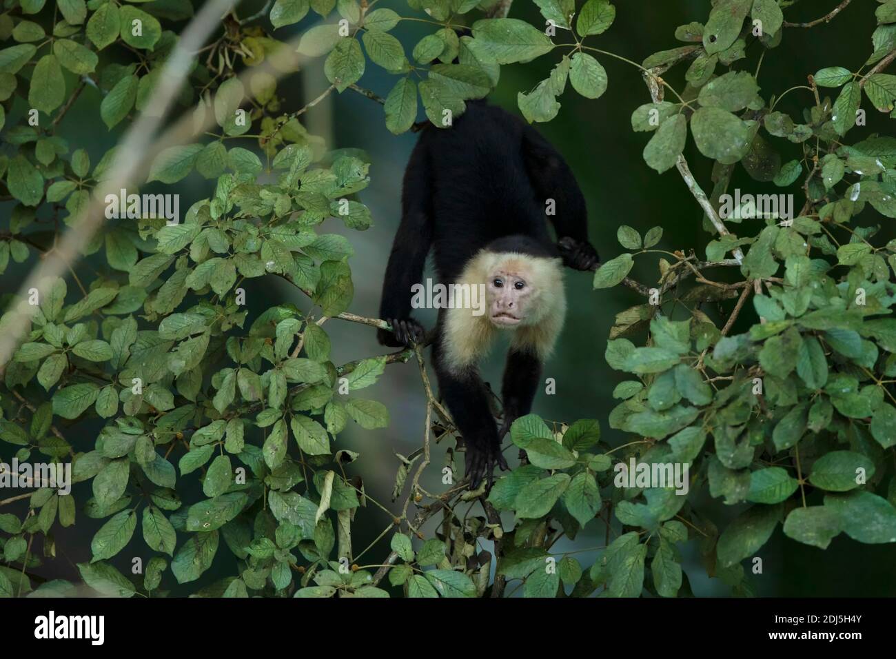 White-faced Capuchin - Cebus capucinus, beautiful brown white faces primate from Costa Rica forest Stock Photo