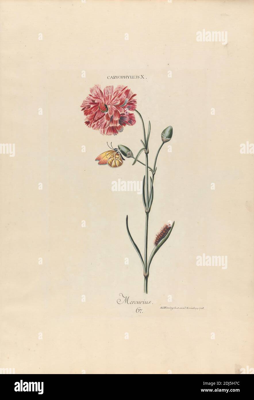 Caryophyllus X. Mercurius. Plate 67 from 'Hortus Nitidissimis Omnem per Annum Superbiens Floribus', Nuremberg, 1768, Print made by Adam Ludwig Wirsing, 1733–1797, German, after Georg Dionysius Ehret, 1708–1770, German, 1768, Engraving with original hand coloring on medium, slightly textured, cream laid paper, Sheet: 20 x 14 inches (50.8 x 35.6 cm), botanical subject, botany, butterfly, caterpillar, flower (plant), plant, science Stock Photo