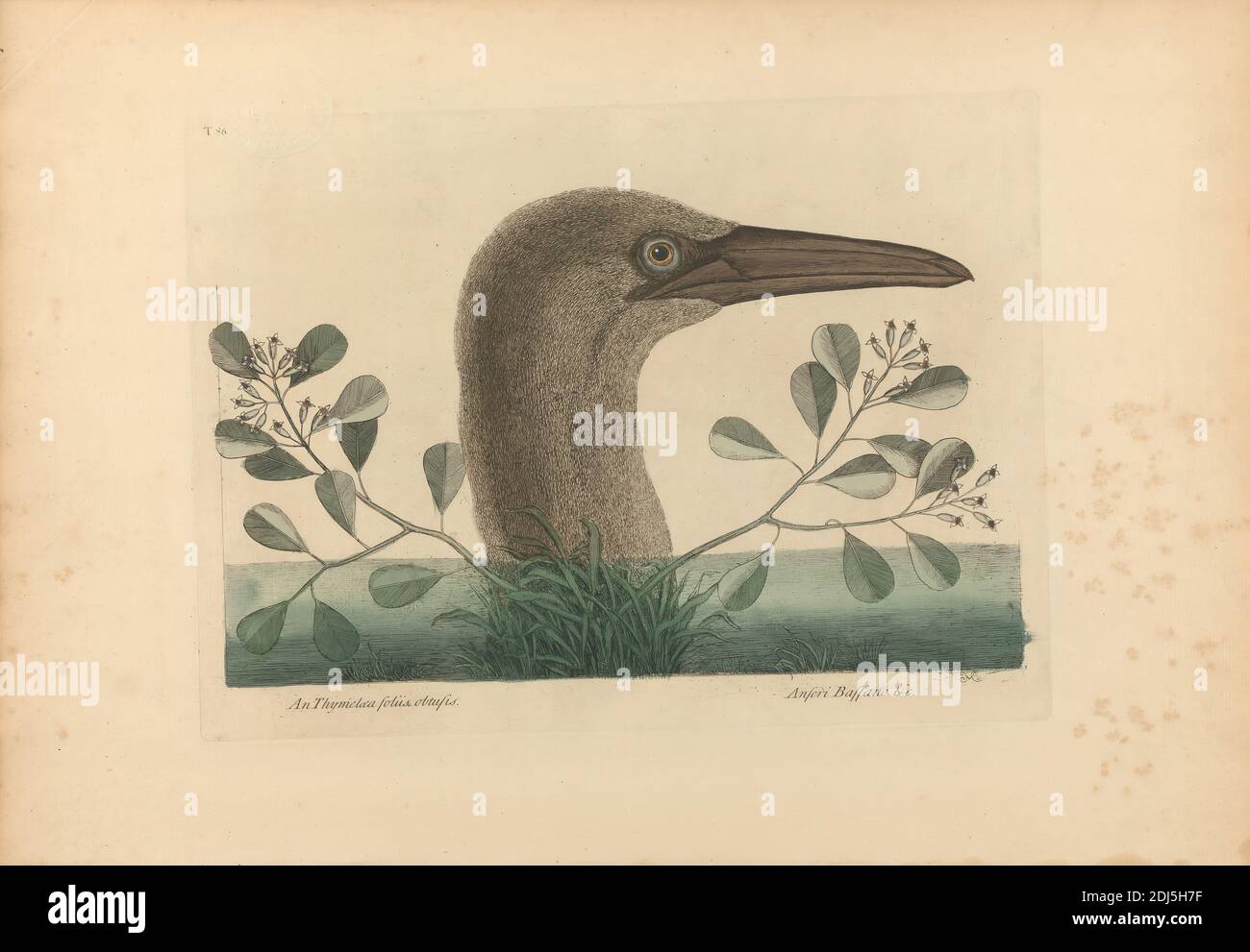 An Thymelaea foliis obtusis; Anseri Bassano &c: The Great Booby, Plate 86 from the 'Natural History of Carolina, Florida and the Bahama Islands', volume I, 2nd edition, London 1754, Print made by Mark Catesby, 1682–1749, British, 1754, Aquatint etching and engraving with original hand coloring on medium, moderately textured, cream laid paper, Sheet: 14 3/8 x 20 1/2 inches (36.5 x 52.1 cm), animal art, bird, plants Stock Photo