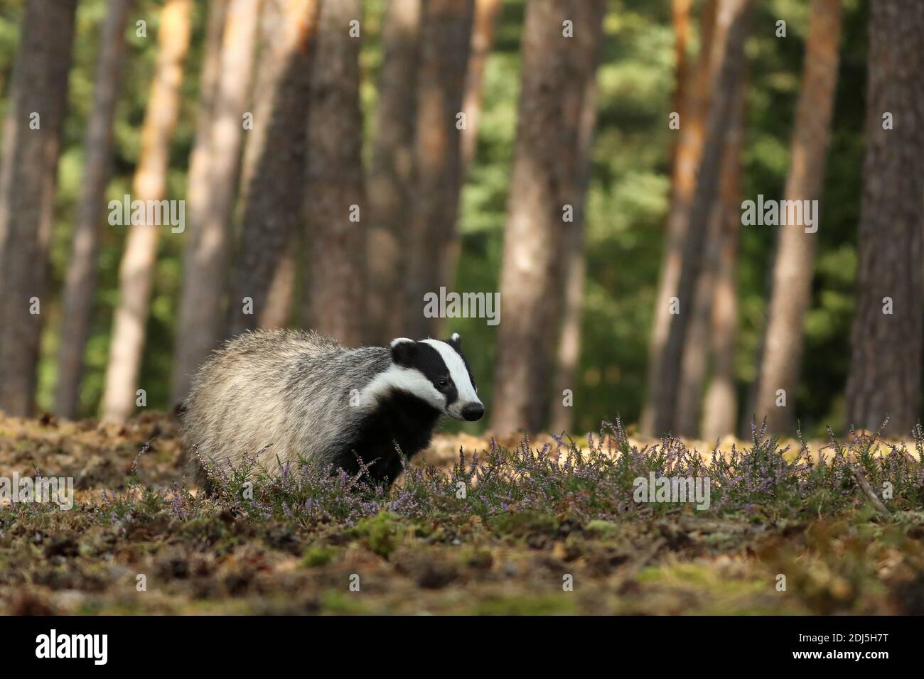 Wildlife scene. Wild Badger, Meles meles, animal in pine forest. Europe. Stock Photo
