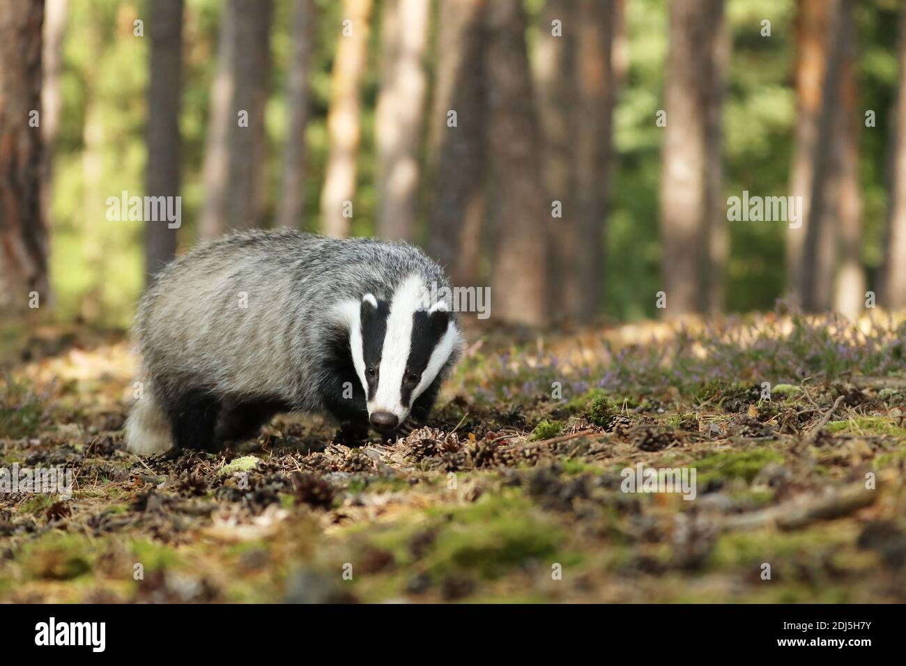 Wildlife scene. Wild Badger sniffing in forest, Meles meles, animal in pine forest. Europe. Stock Photo