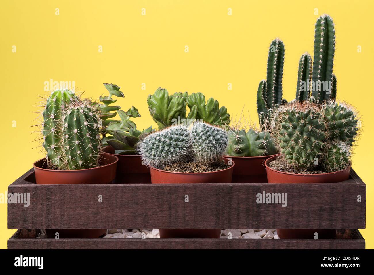Cactus and succulents in a wooden box on a yellow background Stock Photo