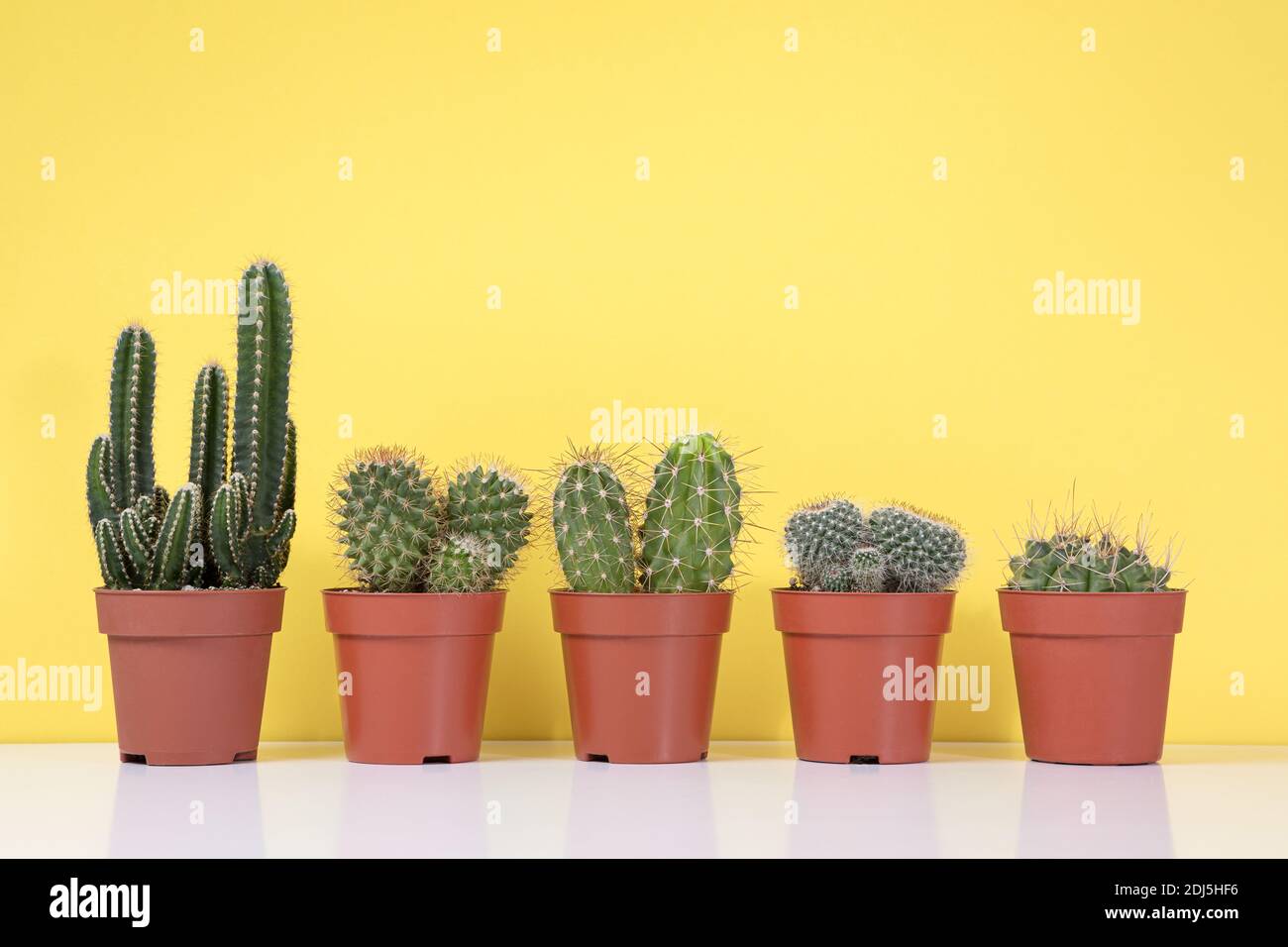Group of various indoor cactus and succulent plants in pots Stock Photo