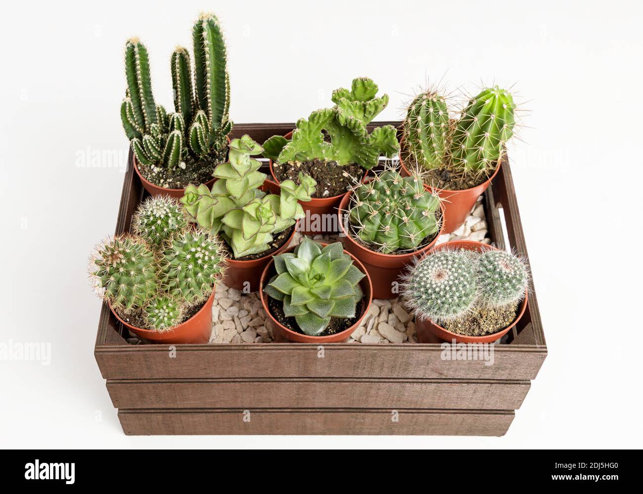 Group of cactus and succulents in a wooden box on a white table Stock Photo