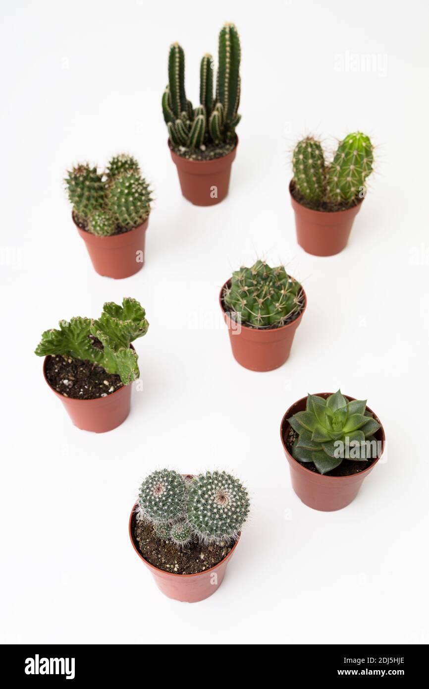 Cactus and succulents hi-res stock photography and images - Alamy