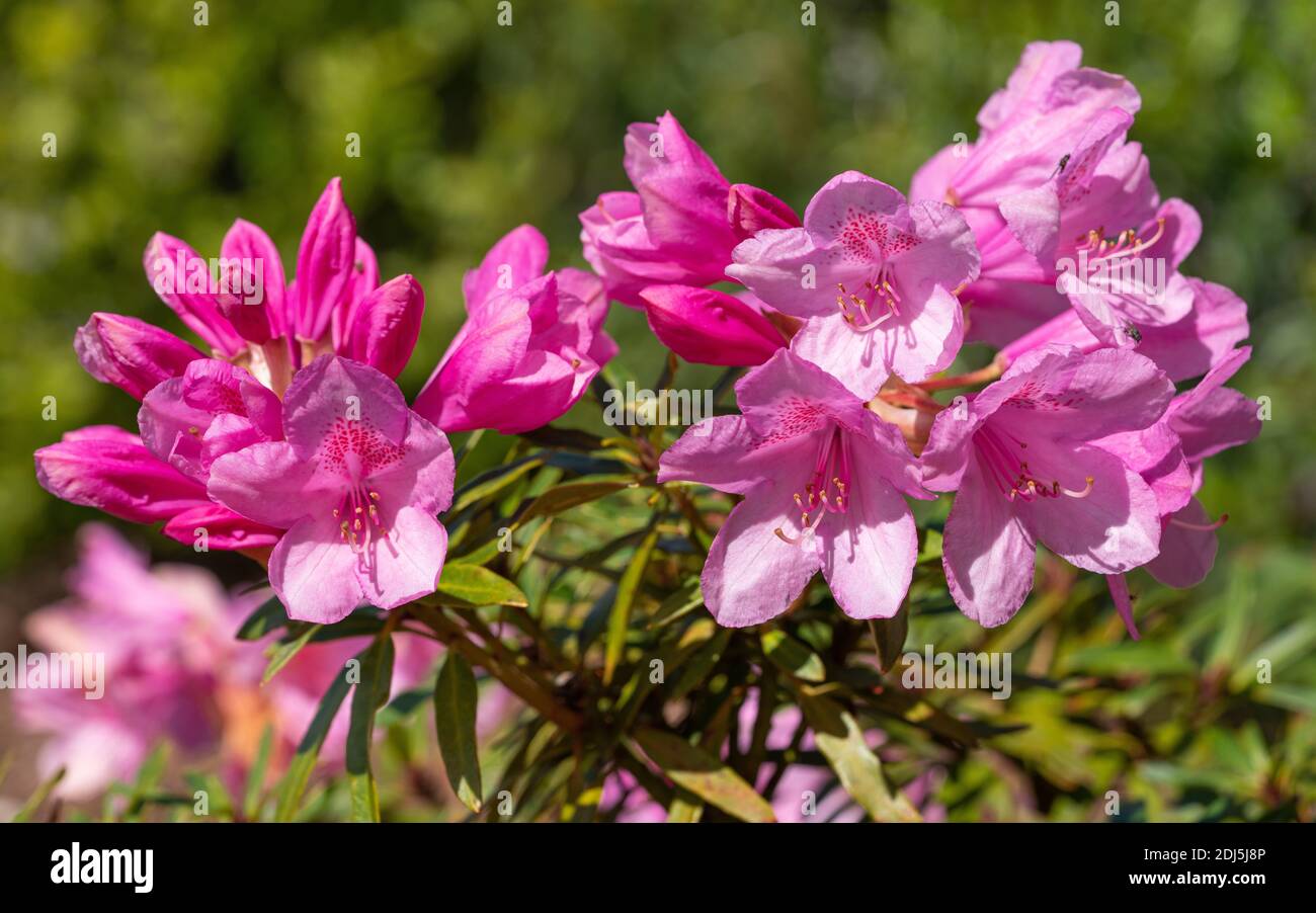 Rhododendron Ponticum Filigran Rhododendron Ponticum Stock Photo