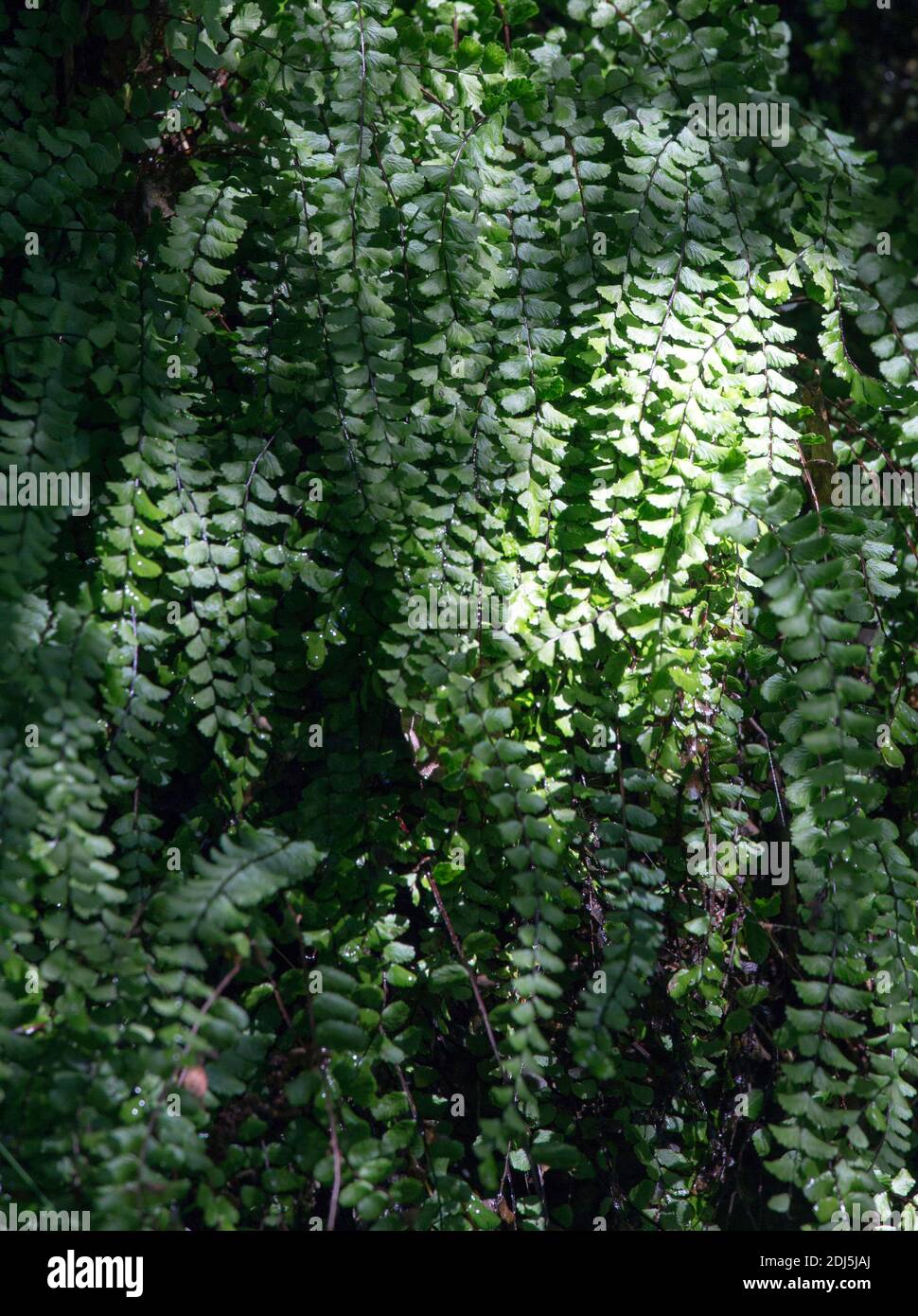 background picture of spleenwort plant in north of Italy Stock Photo