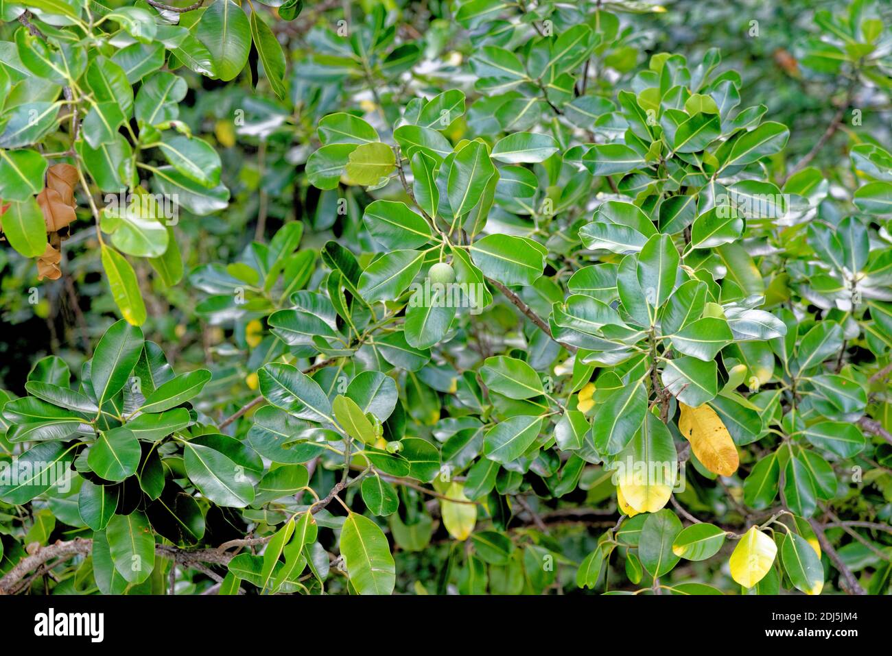 Fruits of Ficus macrophylla tree and fruits Natural vegetation