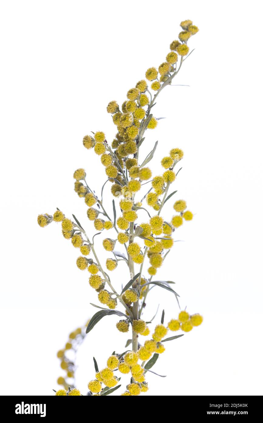 medicinal plant from my garden: Artemisia absinthium ( grand wormwood) yellow flowers isolated on white background Stock Photo