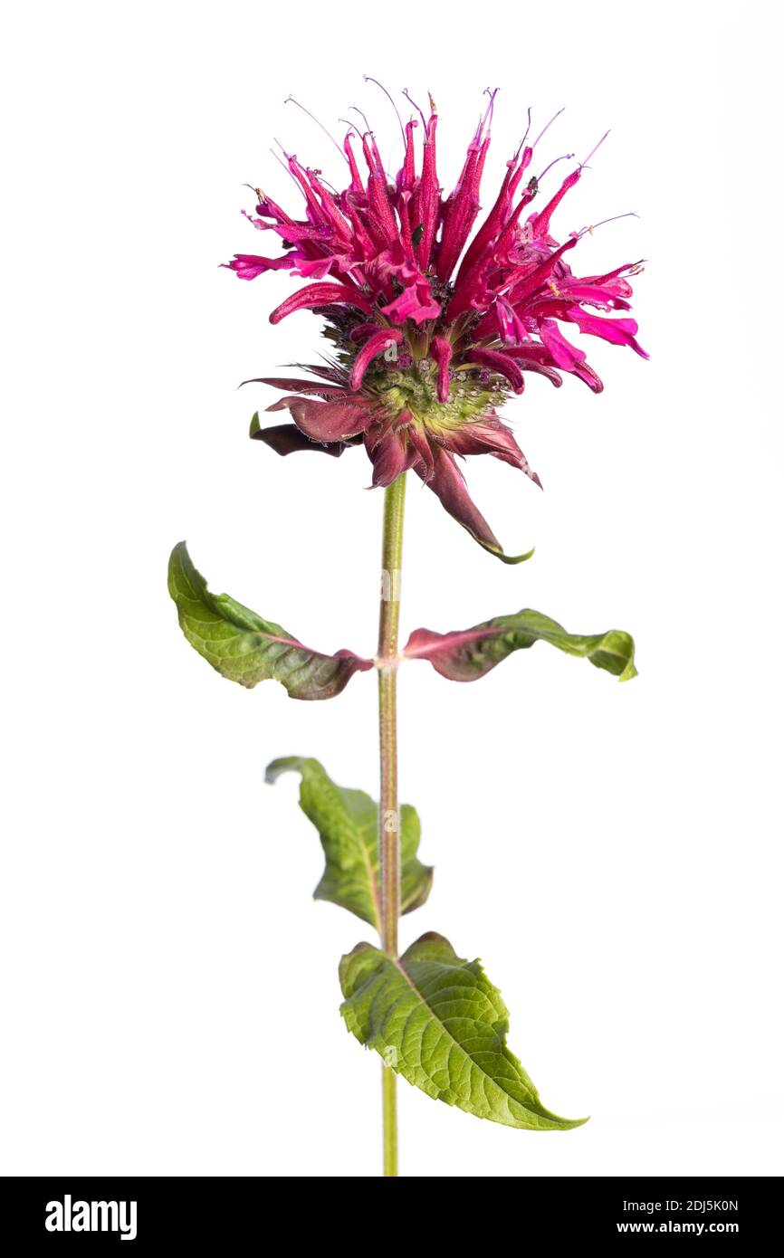 medicinal plant from my garden: flower and leafs of Monarda didyma (Indiandernessel / Goldmelisse) isolated on white background Stock Photo