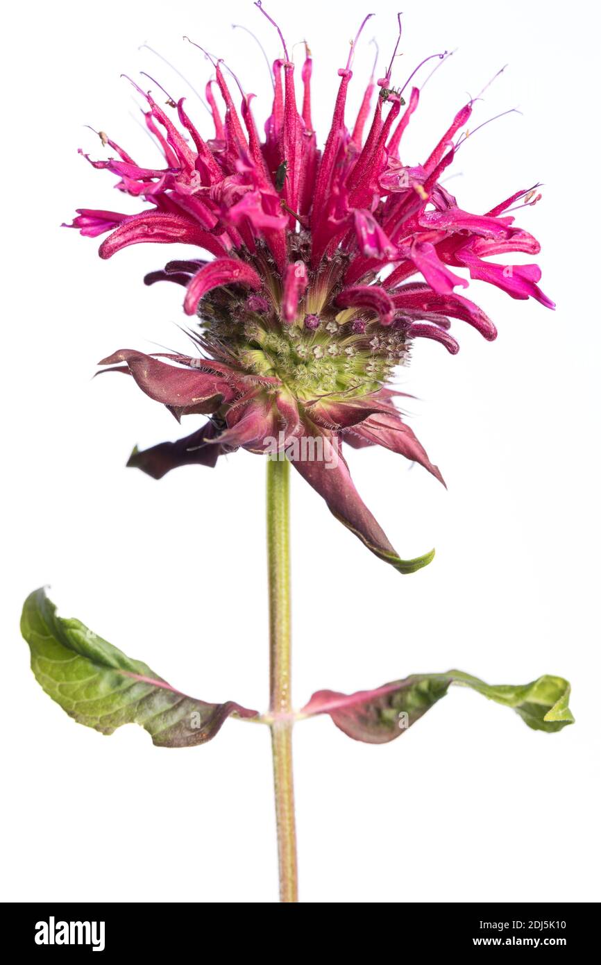 medicinal plant from my garden: mediblossom and leafs of Monarda didyma (Indiandernessel / Goldmelisse) isolated on white background Stock Photo