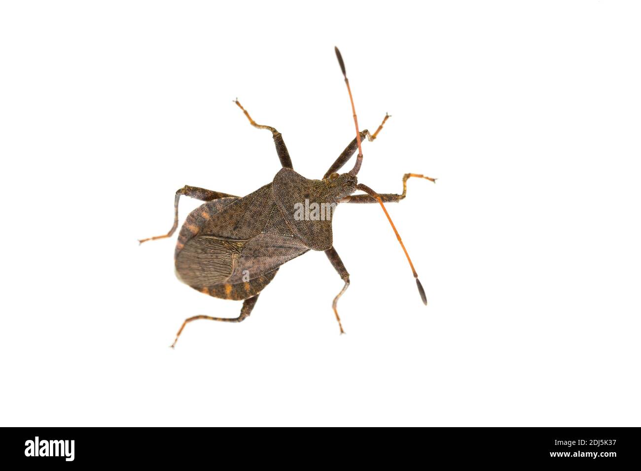 top view of living adult dock bug (Coreus marginatus) isolated on white background Stock Photo