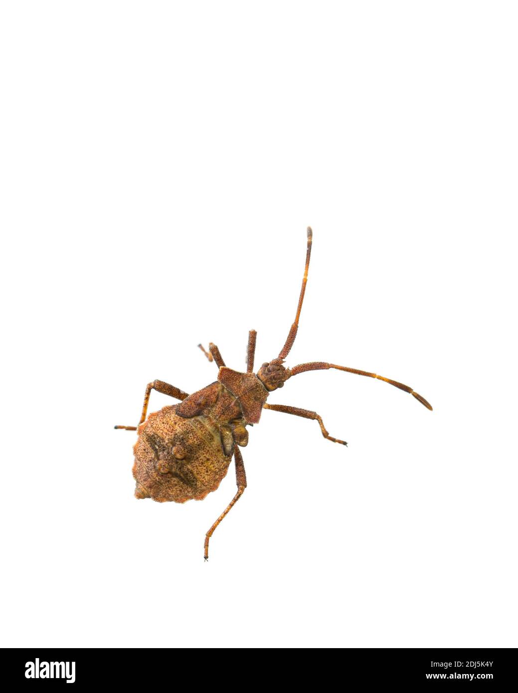 top view of living dock bug nymph (Coreus marginatus) isolated on white background Stock Photo