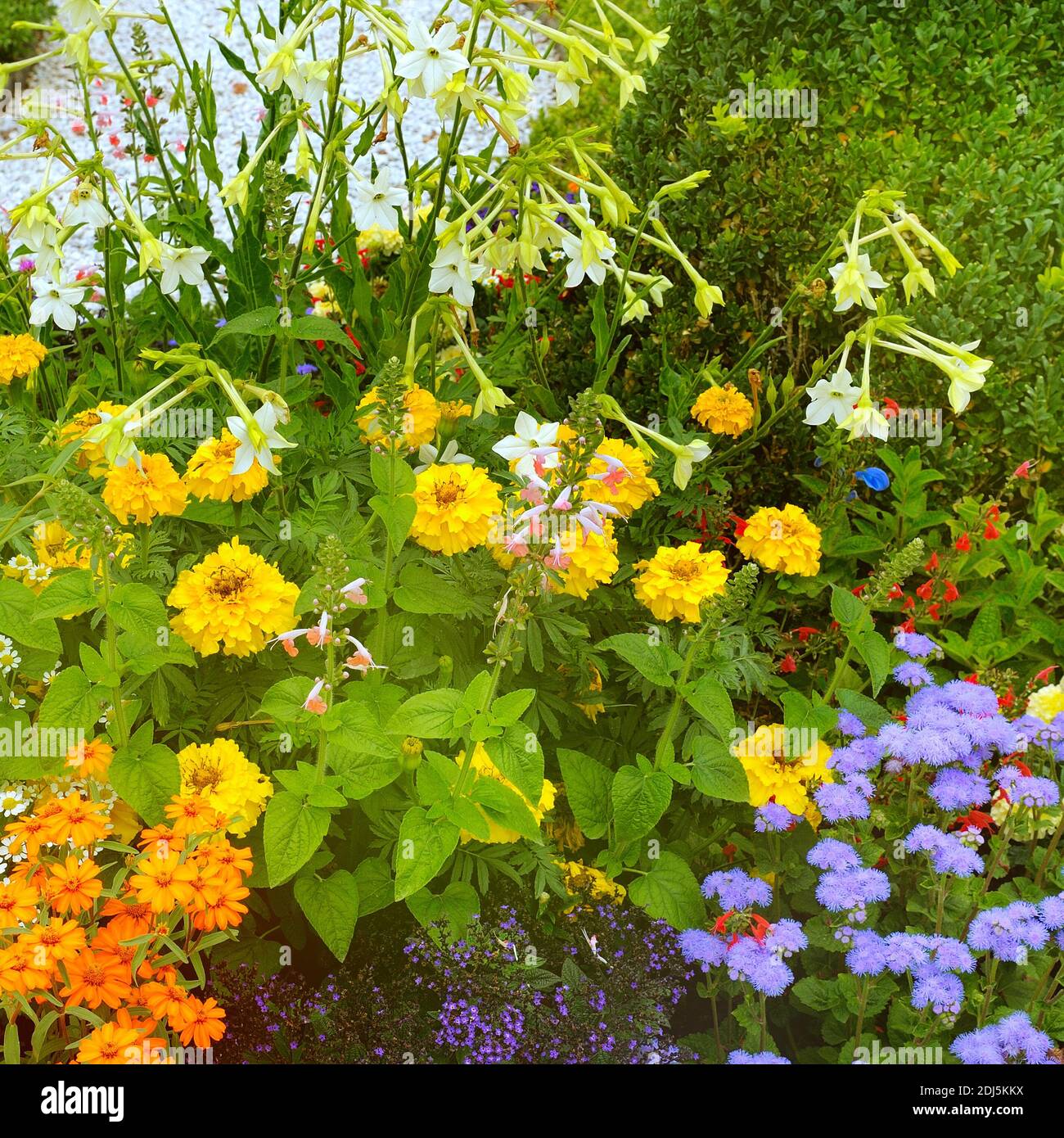 Lush flower beds in the summer garden. A bright sunny day Stock Photo ...