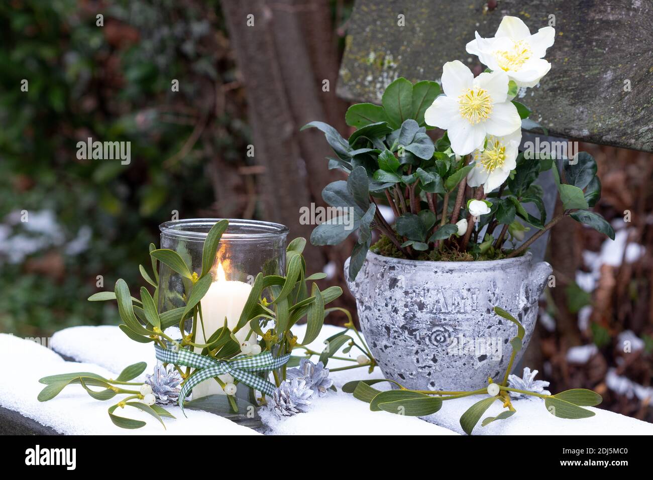 christmas garden decoration with helleborus niger and glass lantern decorated with mistletoe Stock Photo
