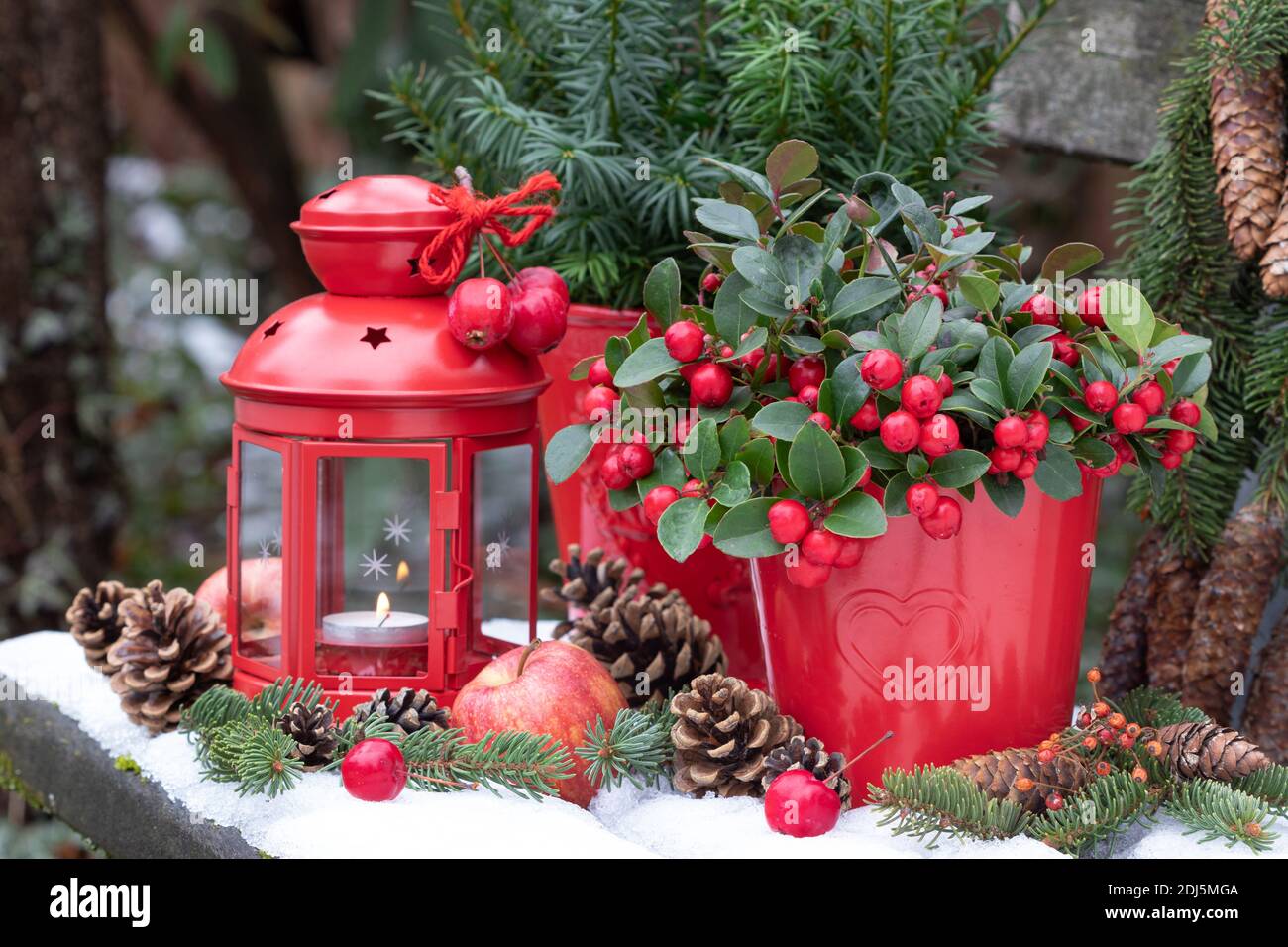 christmas garden decoration with gaultheria procumbens and red lantern Stock Photo