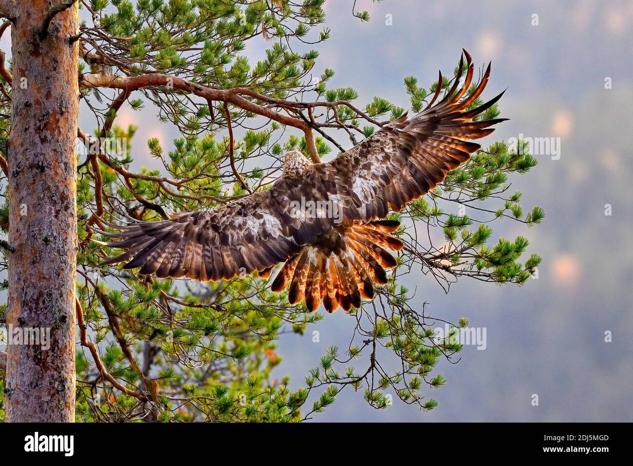 Golden eagle is landing on the pine tree Stock Photo