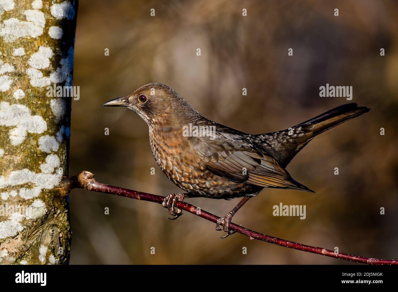 Wintering Common blackbird Stock Photo