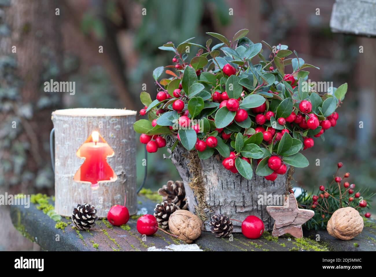 christmas garden decoration with gaultheria procumbens and wooden  lantern Stock Photo