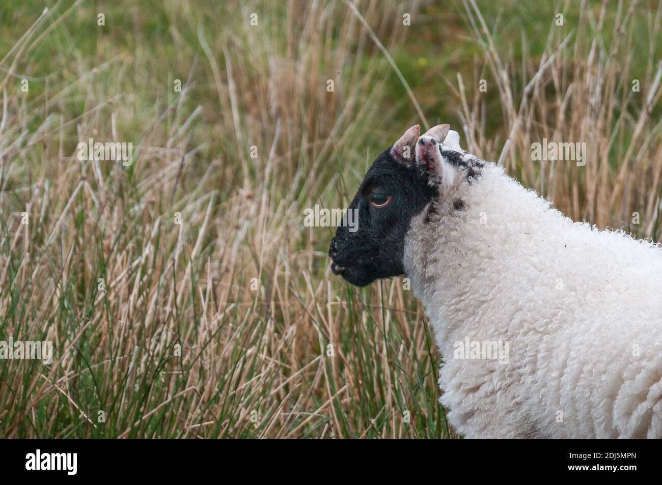 Young specimen of Scottish Blackface, the most common of the sheep breed in the United Kingdom, Scotland. Concept: animal life, national symbol, life Stock Photo
