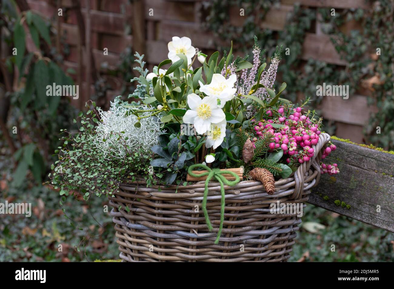 basket with helleborus niger, prickly heath, heather flower, mistletoe and cushion bush in winter garden Stock Photo