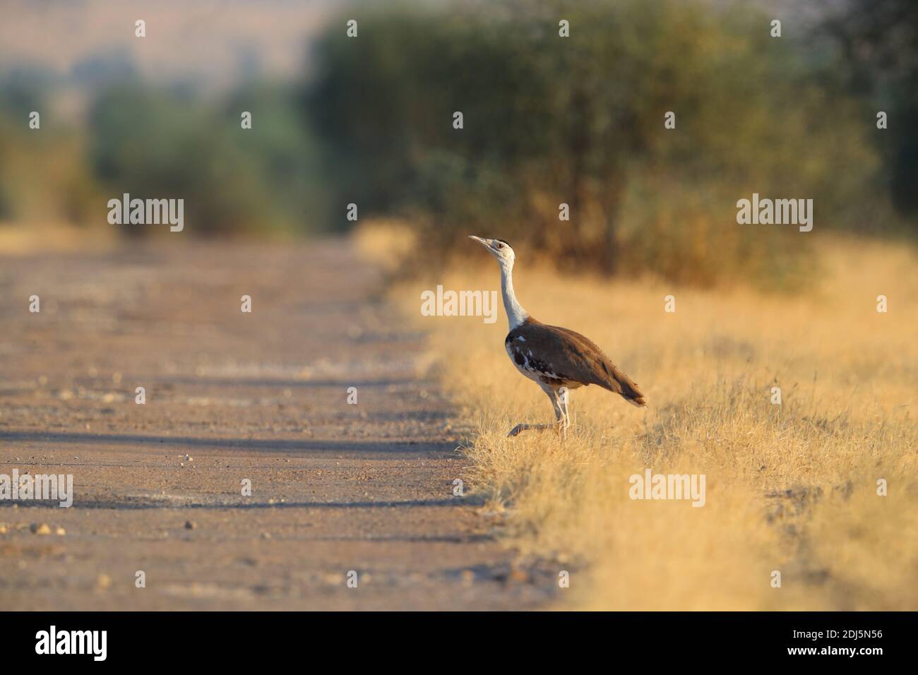 A critically endangered Great Indian Bustard (Ardeotis nigriceps) in Desert National Park, Rajasthan, India Stock Photo