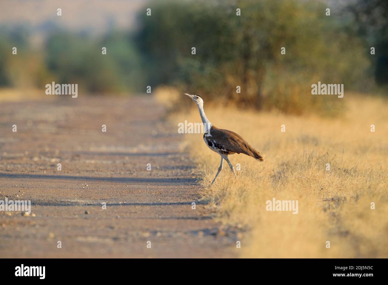 A critically endangered Great Indian Bustard (Ardeotis nigriceps) in Desert National Park, Rajasthan, India Stock Photo
