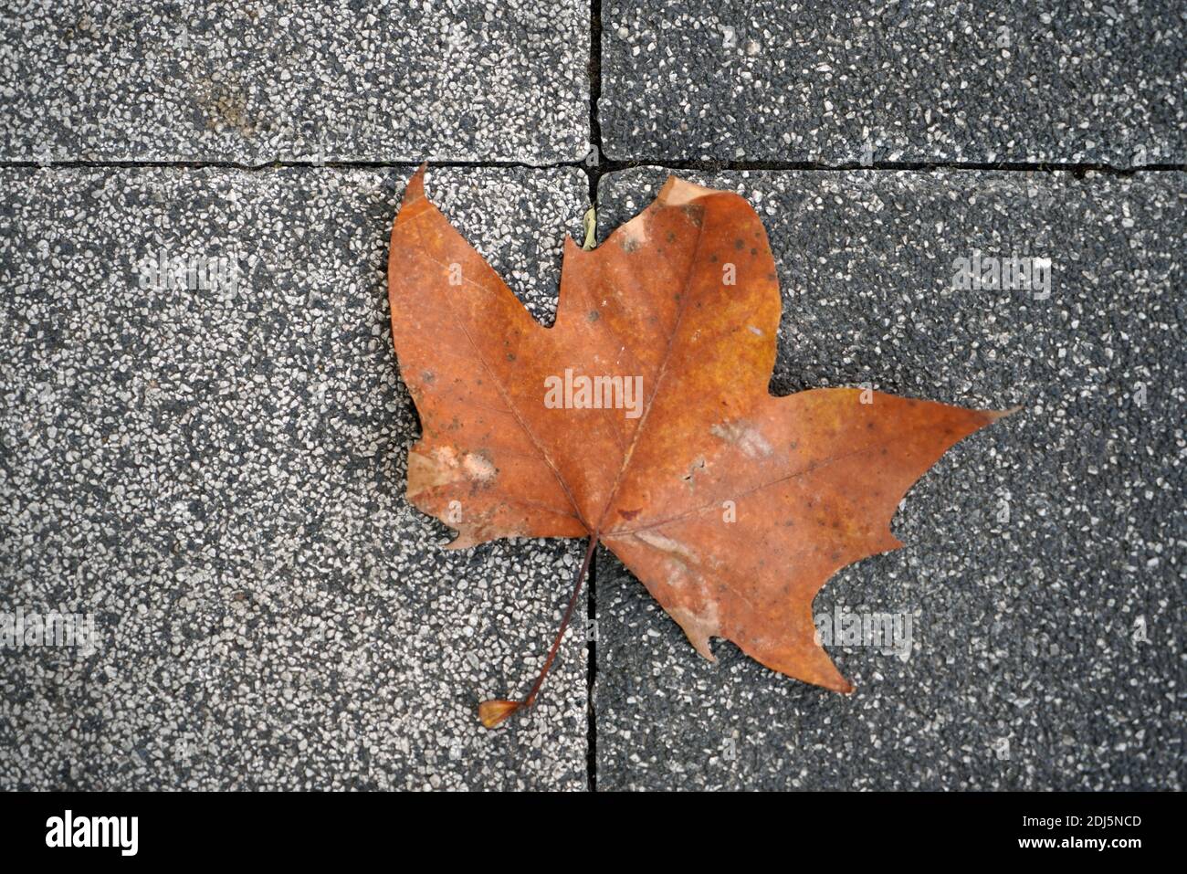 Brown dry leaves on cement floor. Stone Background Stock Photo