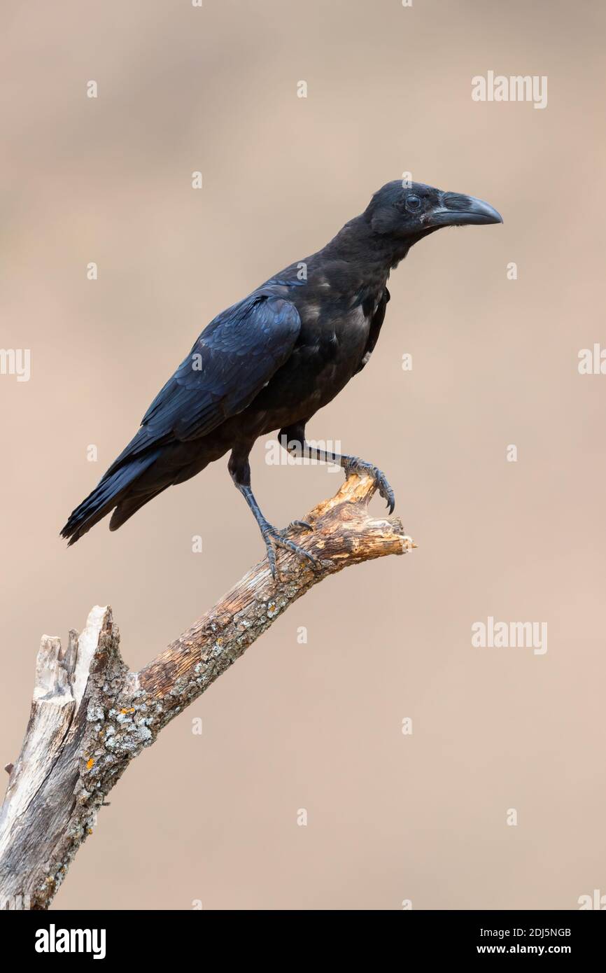 Common Raven (Corvus corax hispanus), individual perched on a dead tree, Basilicata, Italy Stock Photo