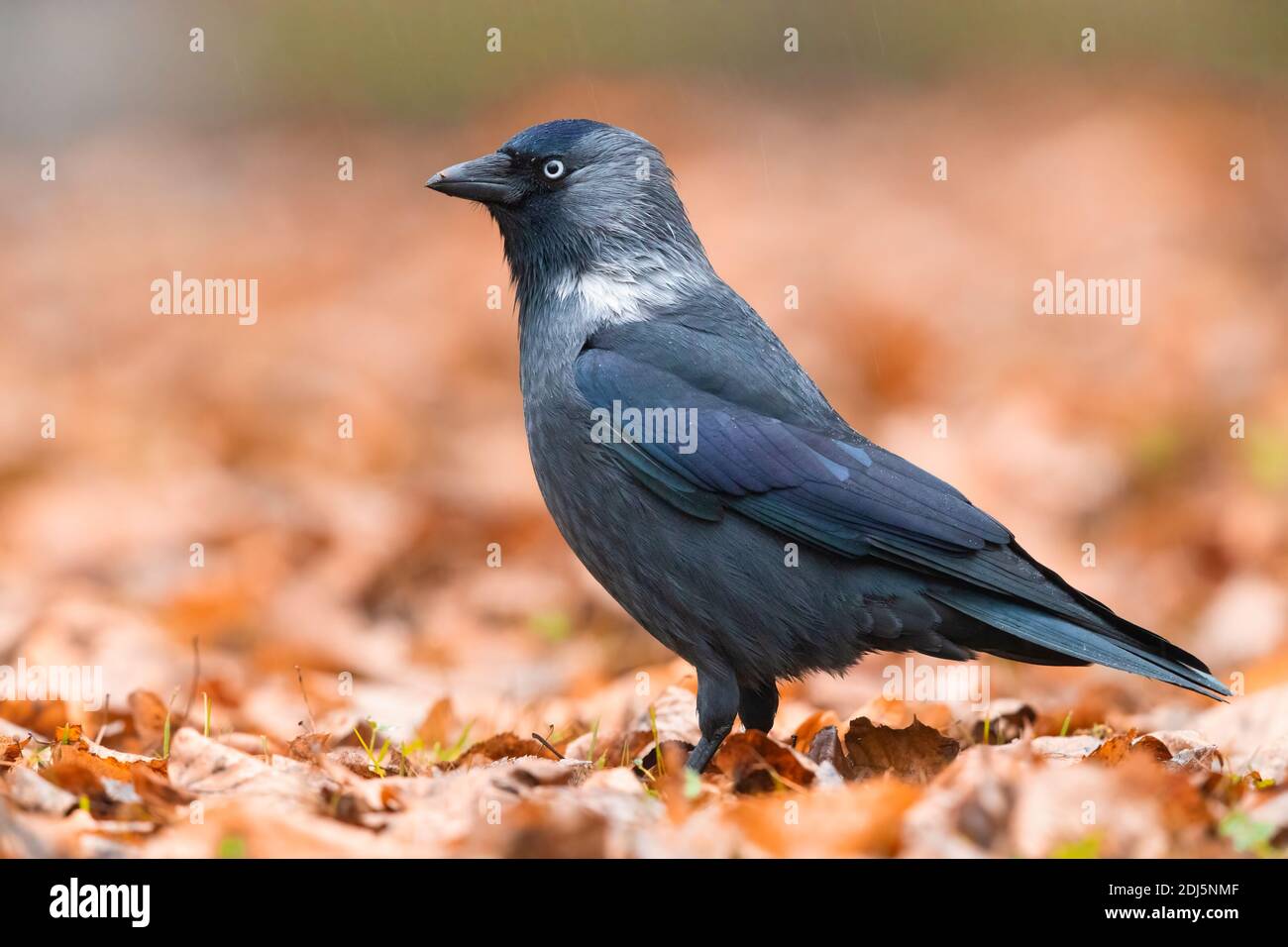 Western Jackdaw (Coloeus monedula), side view of an adult standing on the ground, Mazovian Voivodeship, Poland Stock Photo