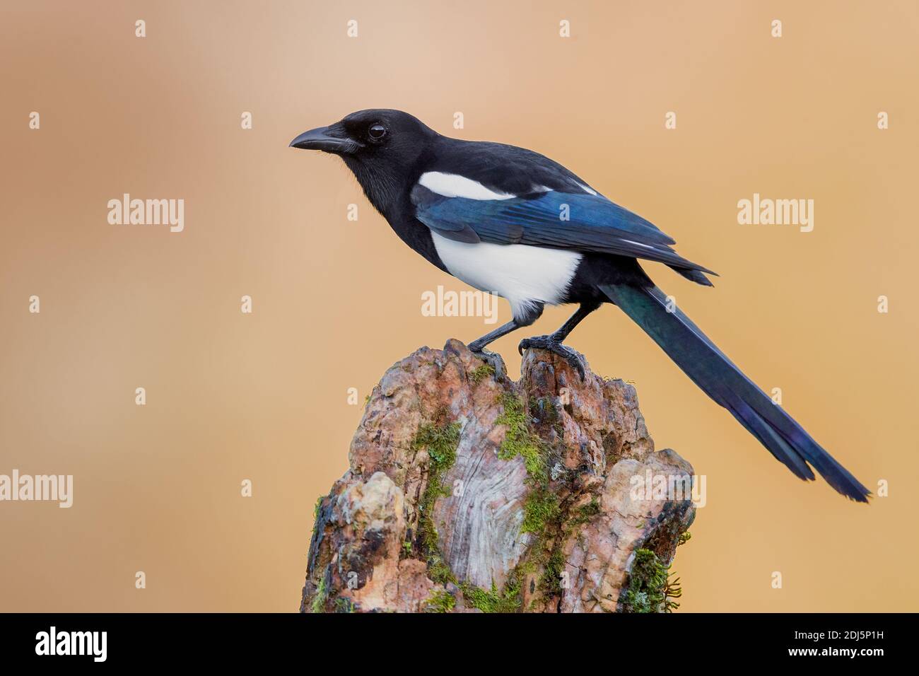 Eurasian Magpie (Pica pica), side view of an adult perched on an old trunk, Campania, Italy Stock Photo