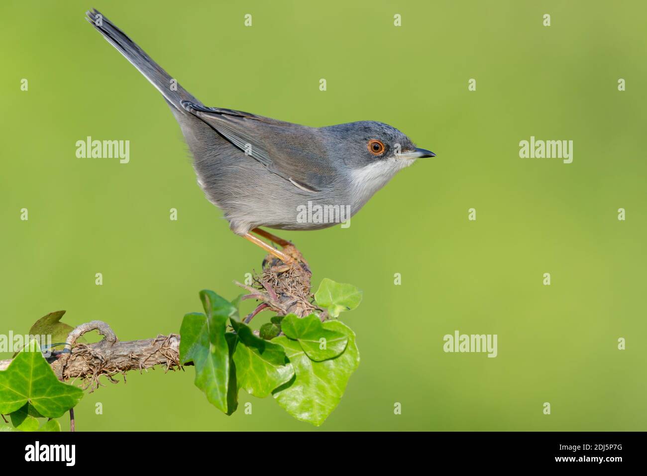 Sardinian Warbler (Sylvia melanocephala), side view of an adult female perched on an European Ivy branch, Campania, Italy Stock Photo