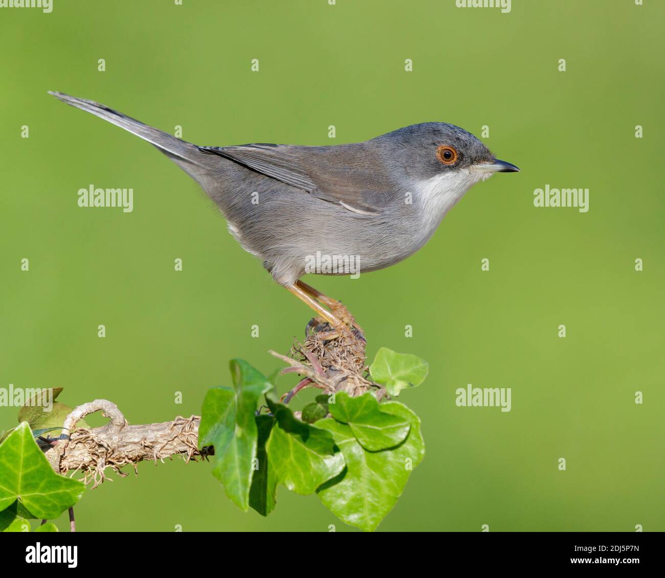 Sardinian Warbler (Sylvia melanocephala), side view of an adult female perched on an European Ivy branch, Campania, Italy Stock Photo