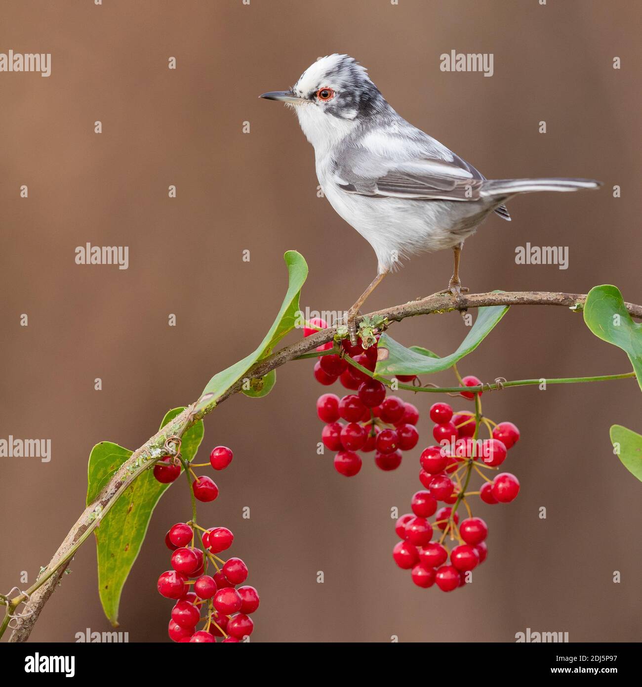 Sardinian Warbler (Sylvia melanocephala), side view of an adult male perched on a Common Smilax with berries, Campania, Italy Stock Photo