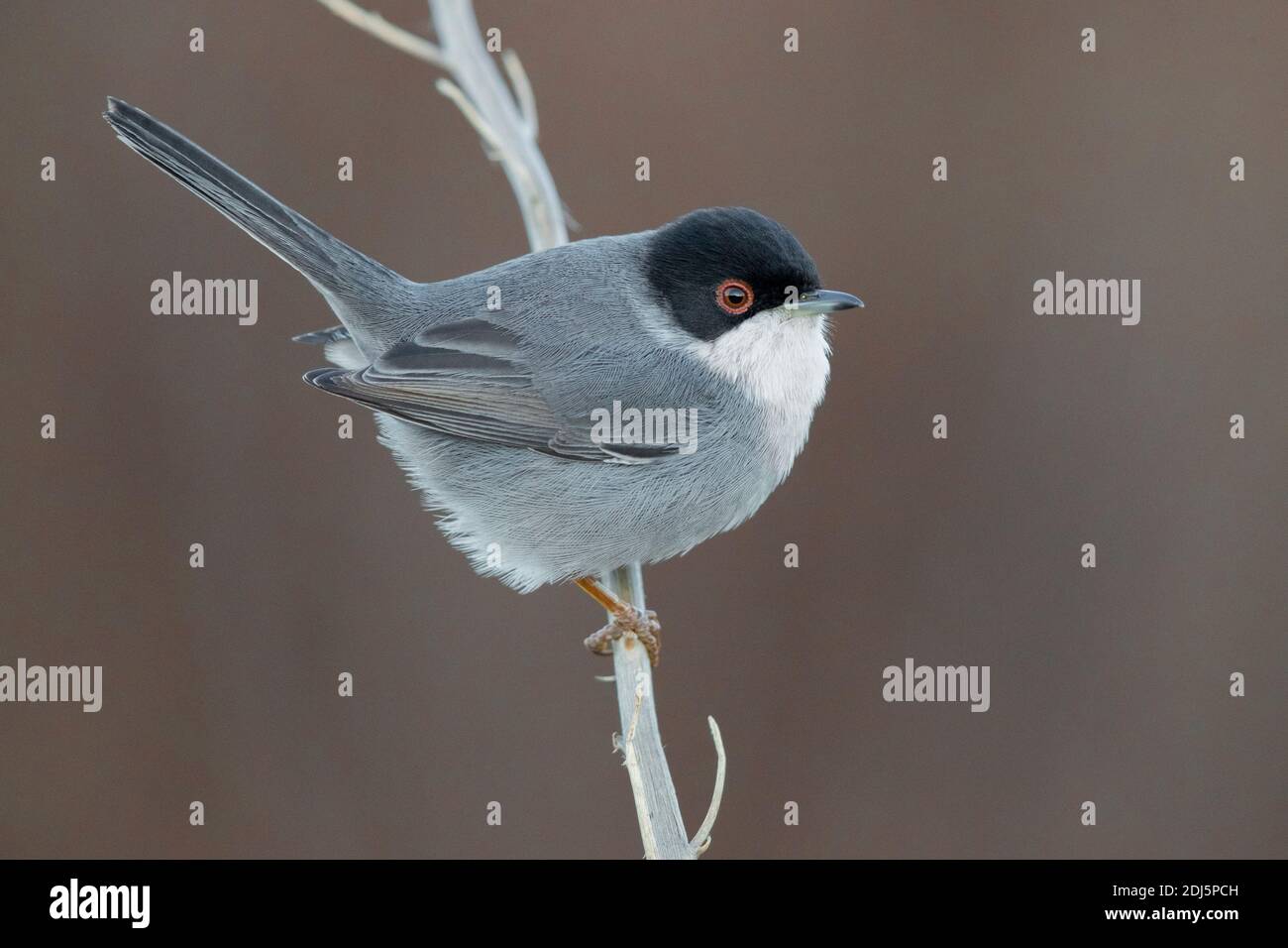 Sardinian Warbler (Sylvia melanocephala), side view of an adult male perched on a stem, Campania, Italy Stock Photo